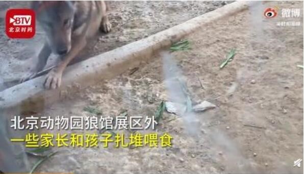 北京动物园家长带孩子给狼喂草