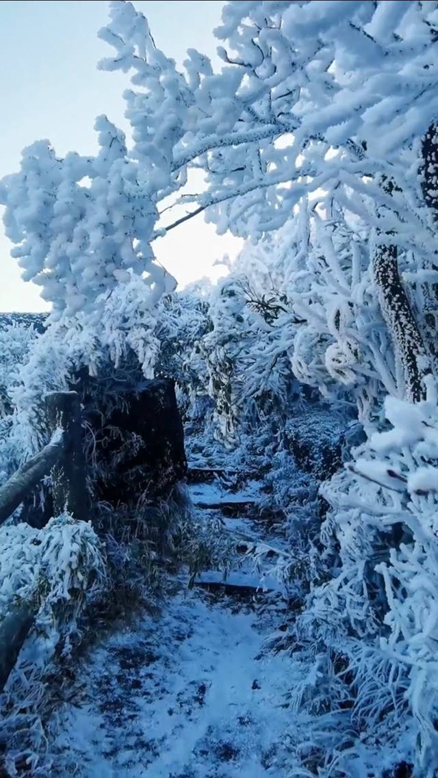 华南之巅猫儿山雾凇雪景奇观,简直不要太美了!