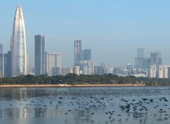 上万只鸬鹚到深圳湾栖息越冬觅食,非常震撼!