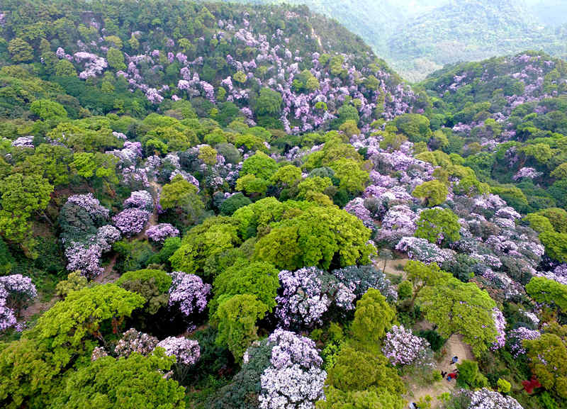 梧桐山十里杜鹃花海航拍图