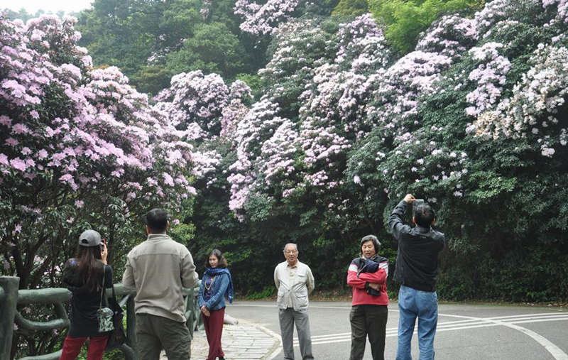 游客拍摄桐山十里杜鹃花海留念