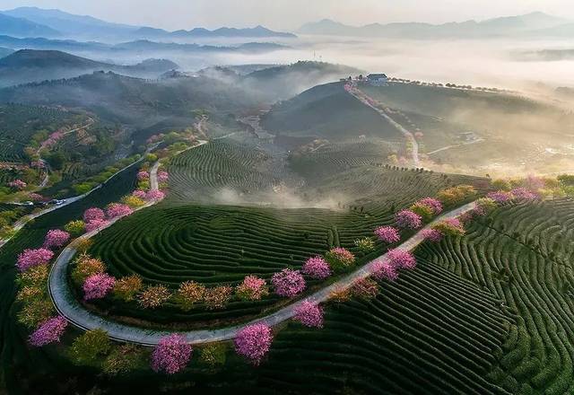 2021年永福樱花园的樱花进入盛开期了
