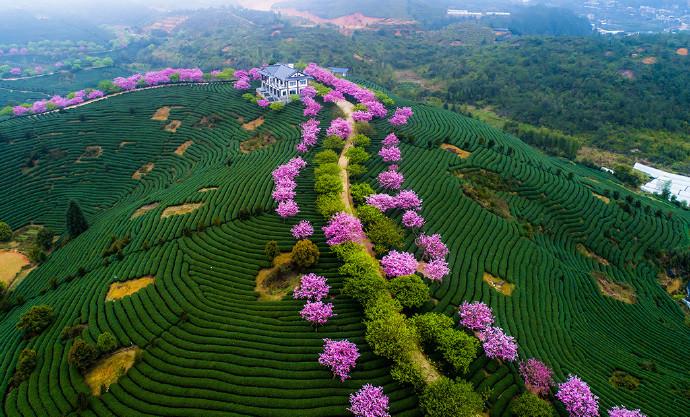 2021年永福樱花园的樱花进入盛开期了