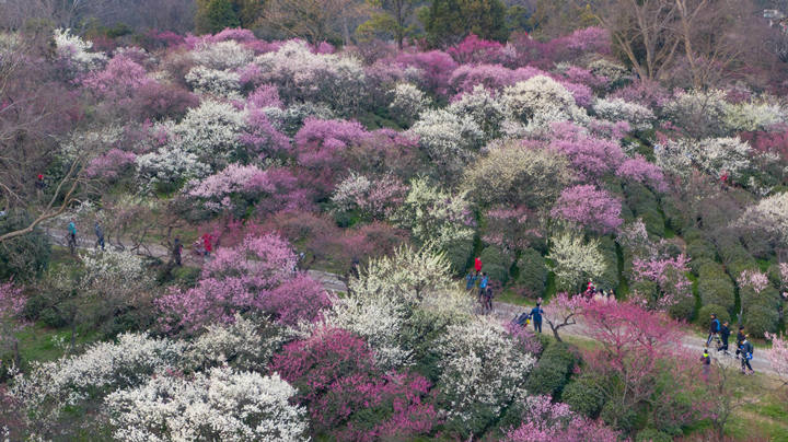 南京梅花山4万余株梅花
