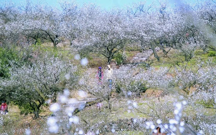 盘点国内万株级别的梅花景点,一起去看腊梅飘香处!