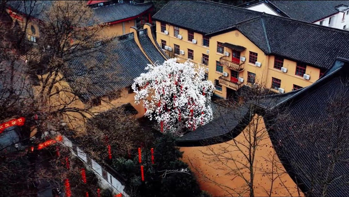 法喜寺500年的玉兰花的盛放之美1