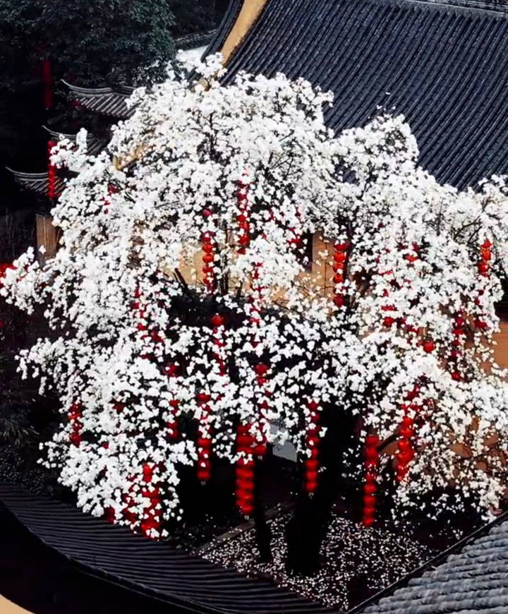 法喜寺500年的玉兰花的盛放之美2