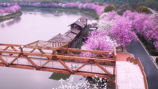 一探2021广州海珠湿地公园十里紫荆花道之美2