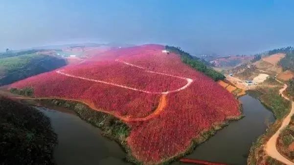 4000亩荒山变美丽樱花谷,十年开垦无人知,一朝花艳惊天下!