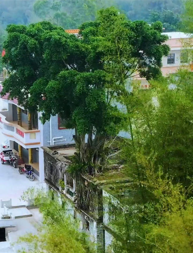 带你去看神奇的世界:广东开平一棵长在屋顶的百年大榕树