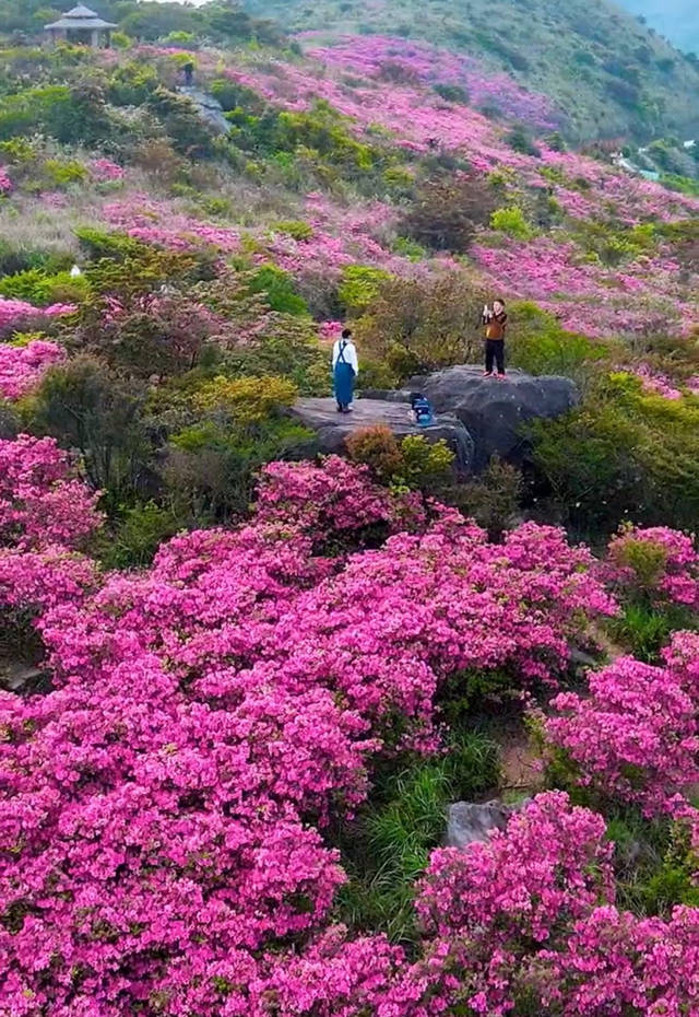 一起来欣赏2021广东潮州凤凰山上的杜鹃花海的美!