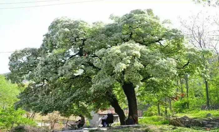 带你去看美丽的风景:山东的一棵千年流苏王花开之美2