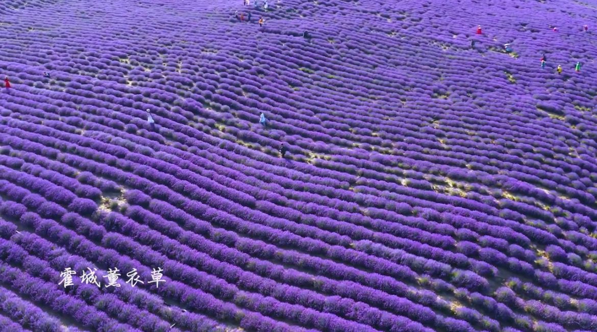 6月份新疆的霍城薰衣草美景