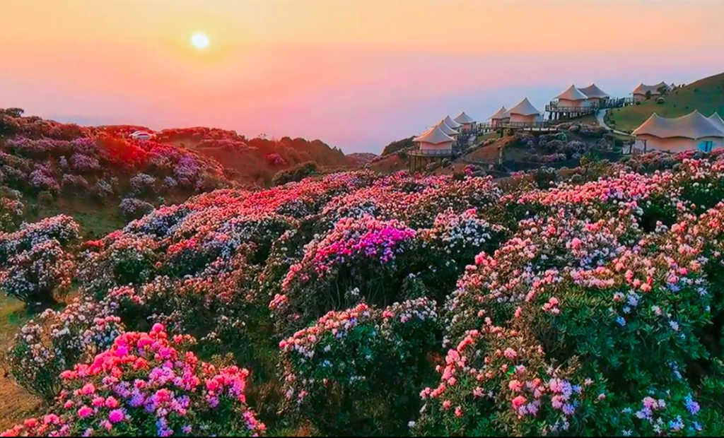 贵州乌蒙大草原的杜鹃花之美