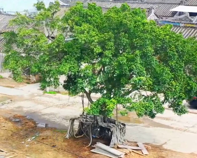 带你去看神奇的世界:广东潮州方形大榕树