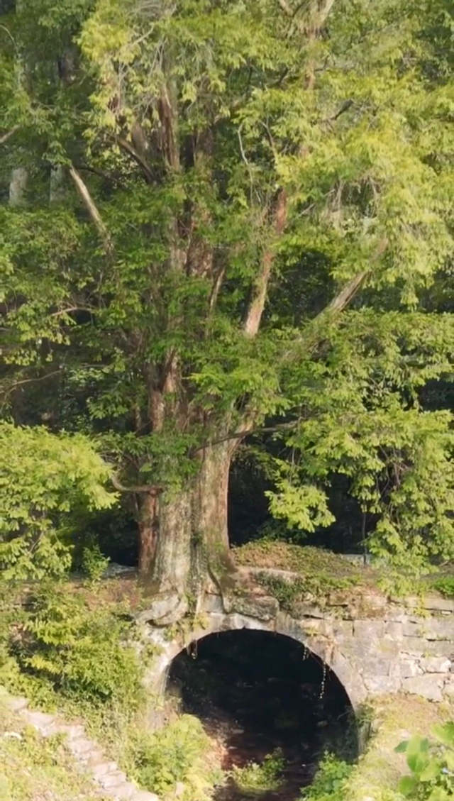 带你去看神奇的世界:湖南大塘村桥上参天古树2