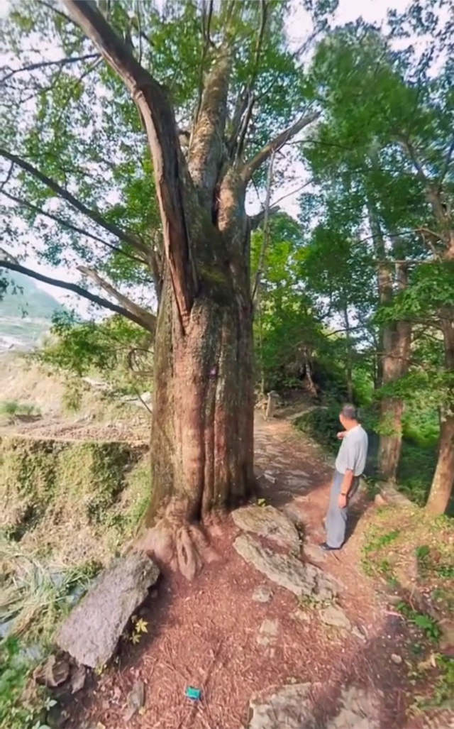 带你去看神奇的世界:湖南大塘村桥上参天古树3