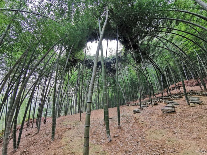 松阳横坑村竹林剧场