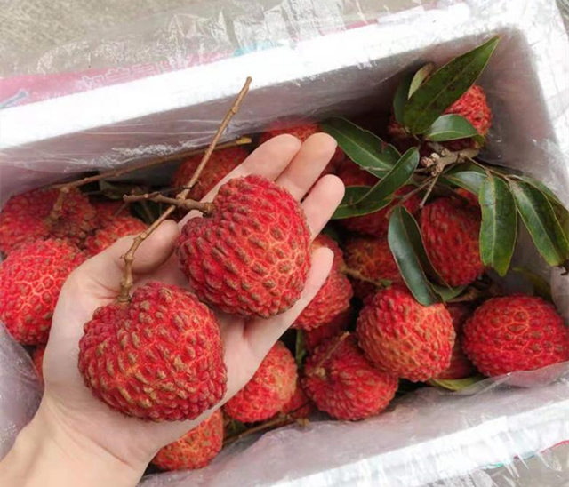 好吃的荔枝品种排名 7、荔枝王